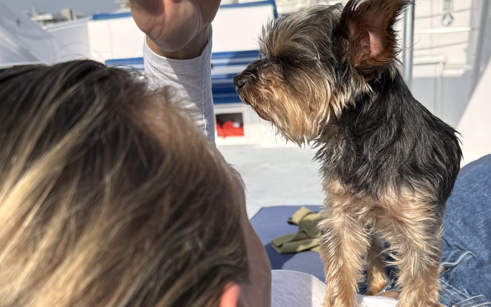 Duke standing on someone's shoulder on a boat, out in the sun