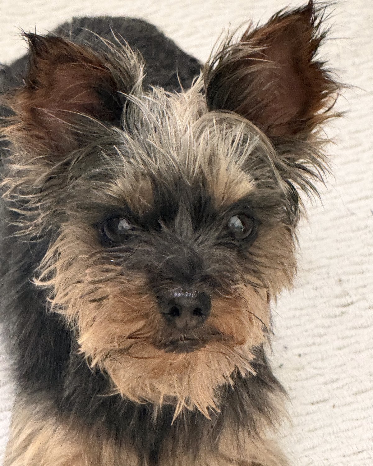 Close portrait of Duke, a Yorkshire terrier