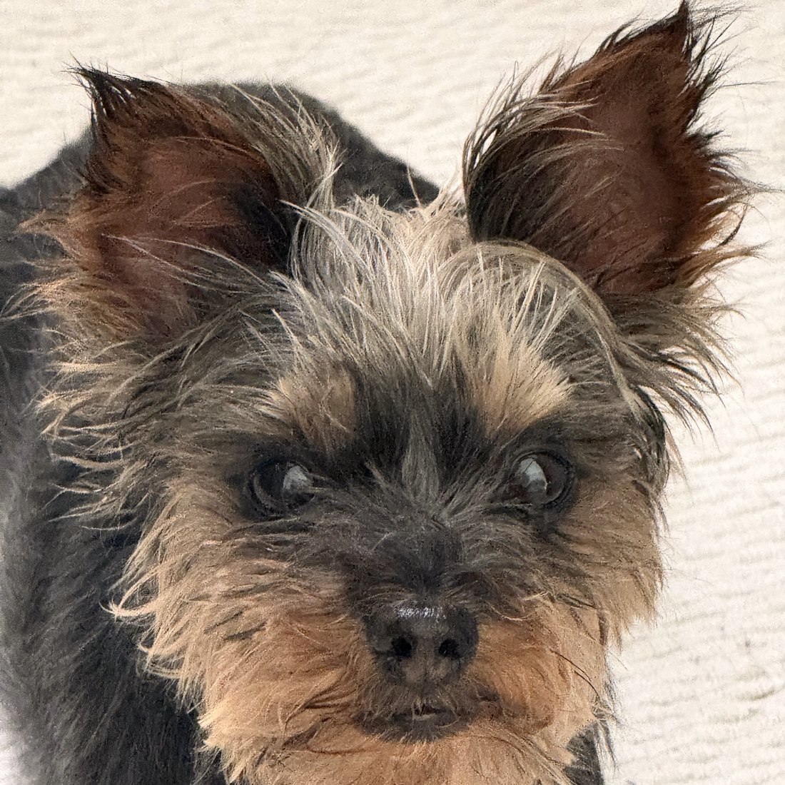 Duke looking at the camera
