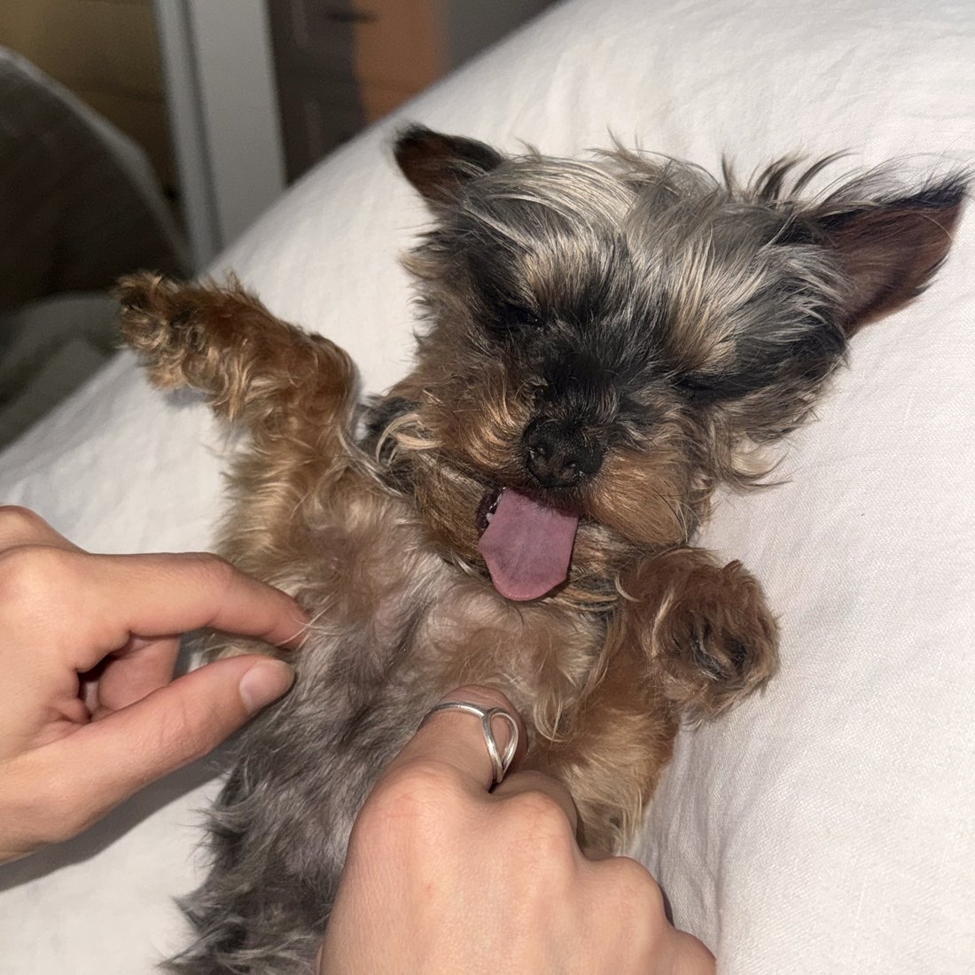 Duke getting a belly rub, tongue out