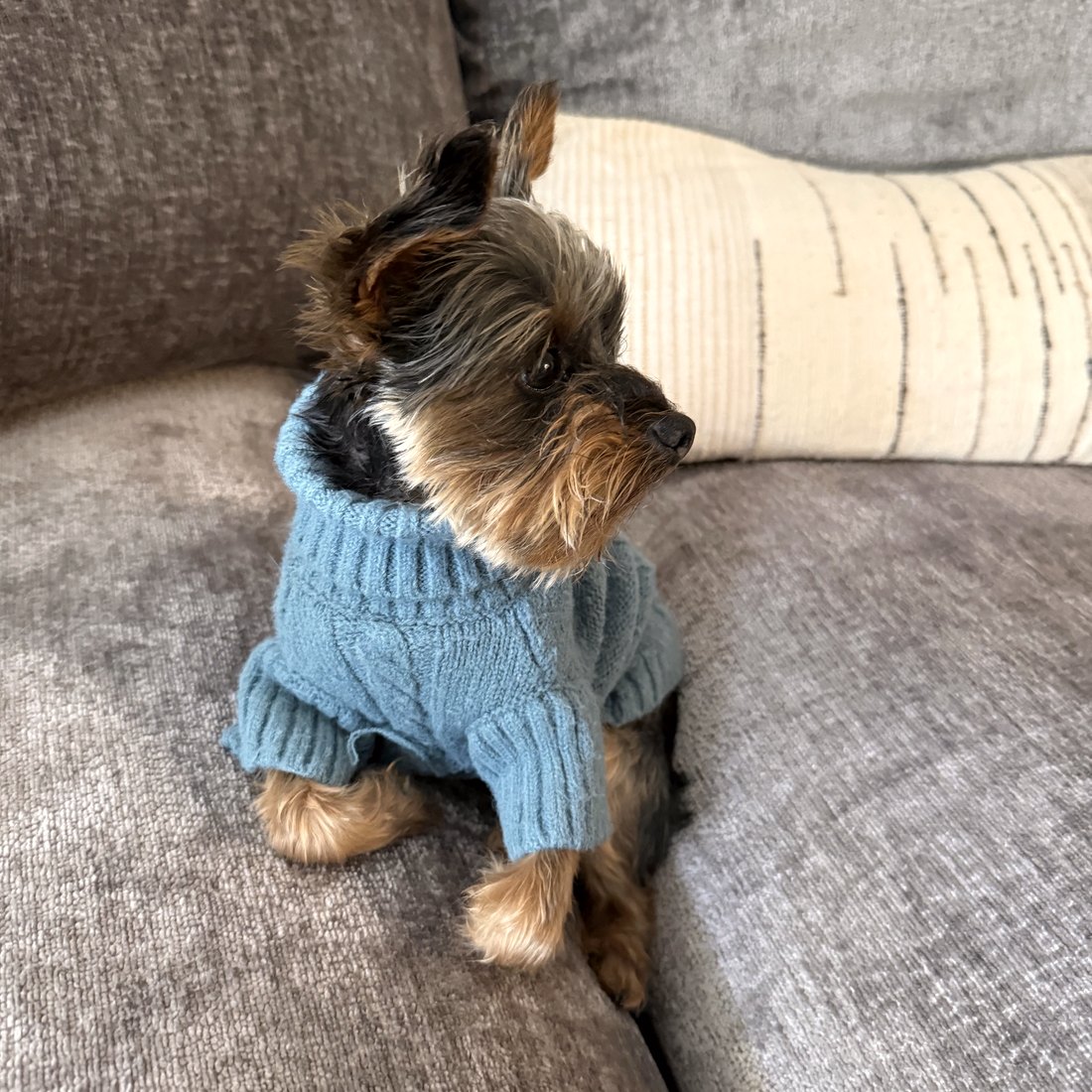 Duke sitting on the couch in a blue knit sweater