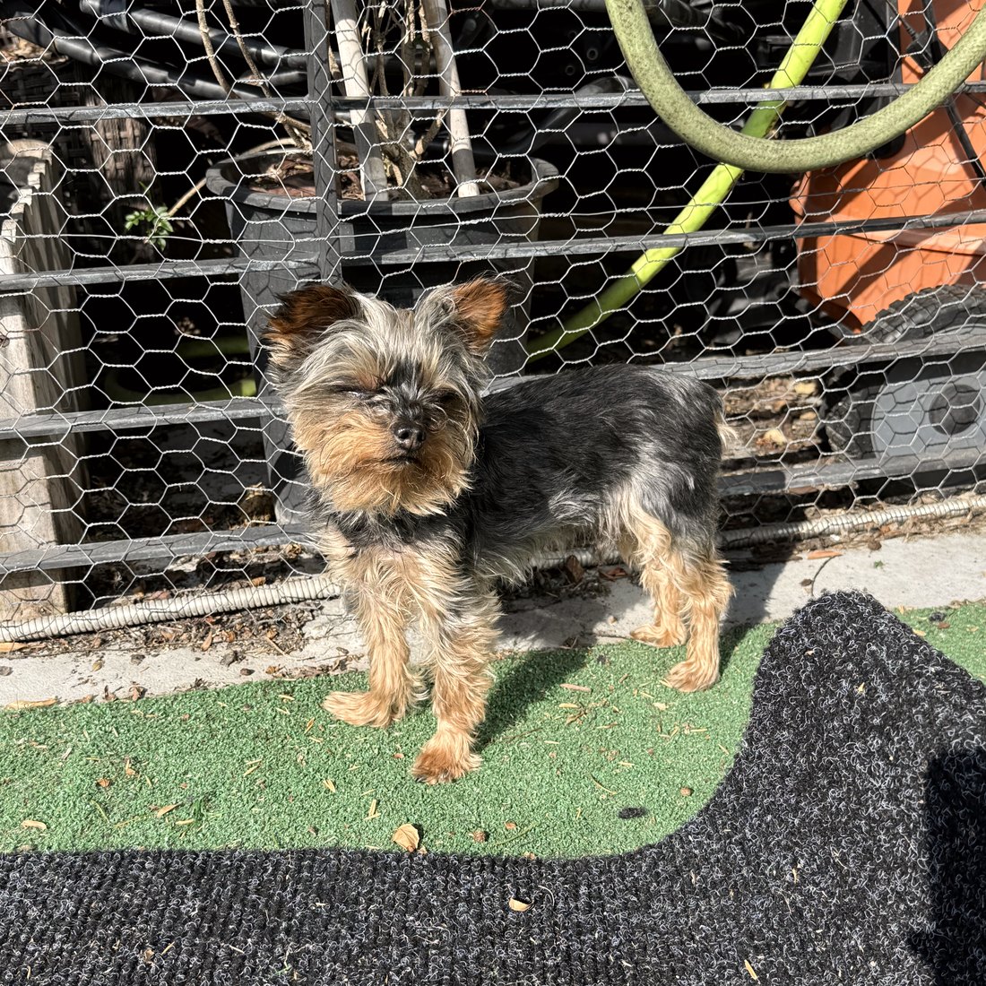 Duke standing outside in the sun
