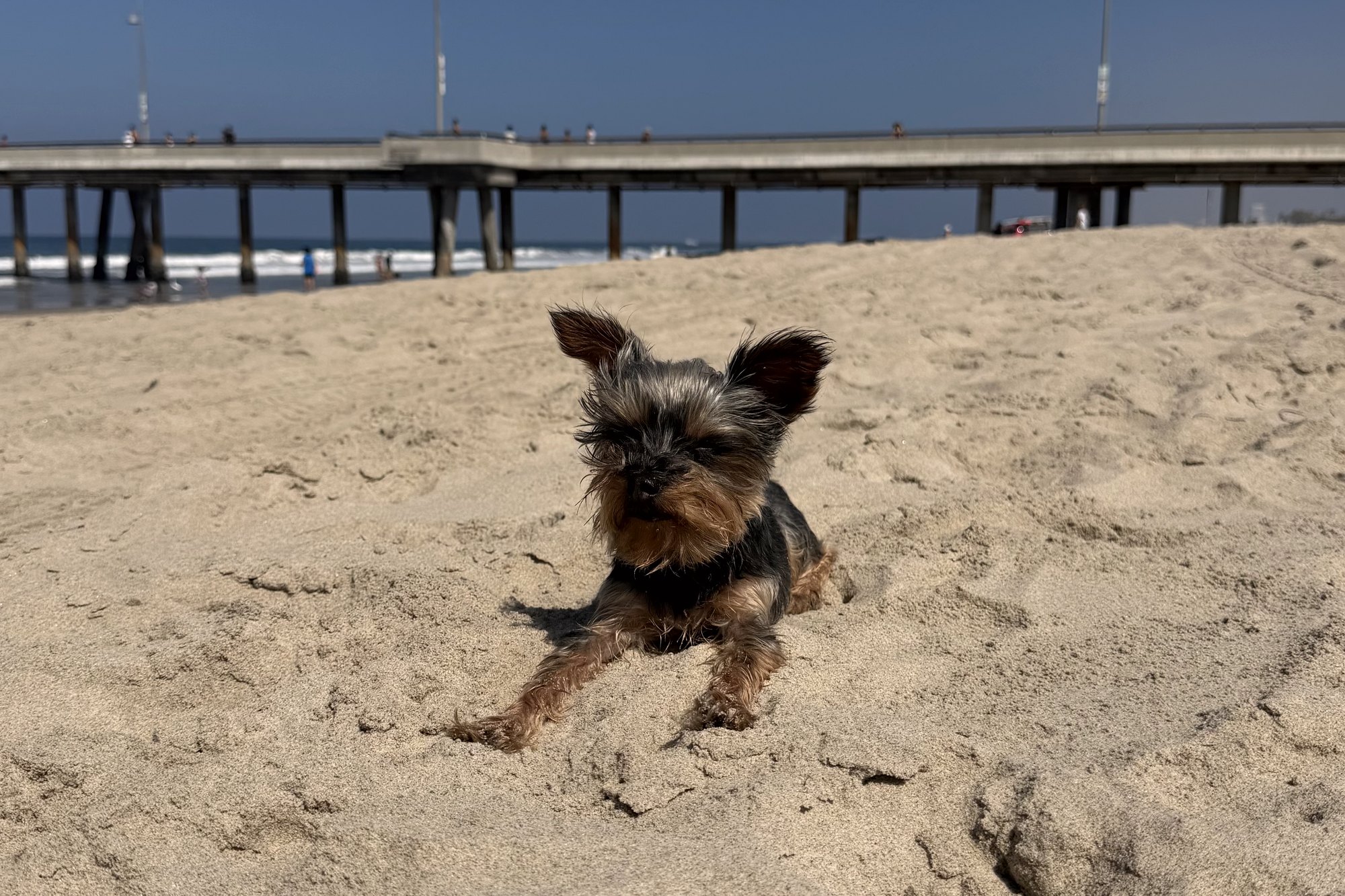 Duke, a Yorkshire terrier, lying on the sand with the pier and the ocean behind him
